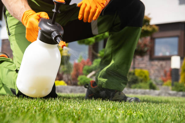 Best Pest Removal Services  in Wichita Falls, TX