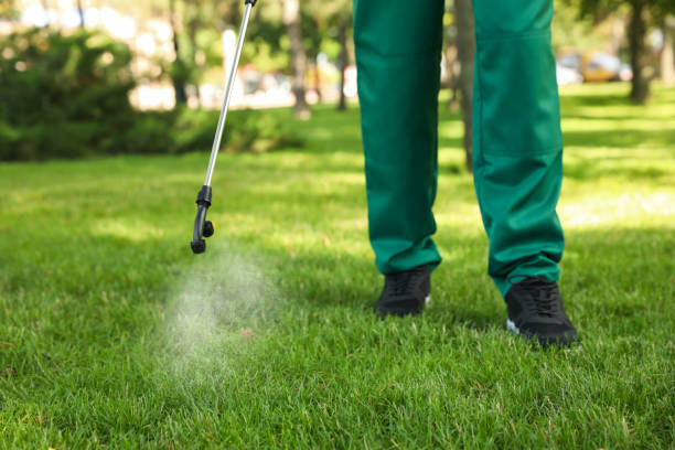 Best Spider Control Near Me  in Wichita Falls, TX