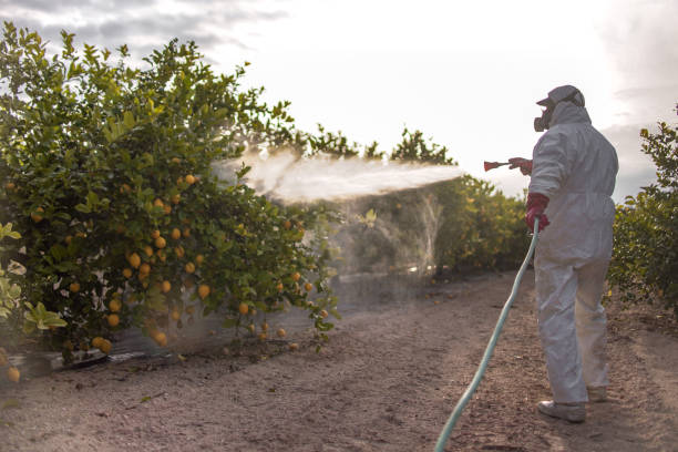 Best Mosquito Control Services  in Wichita Falls, TX