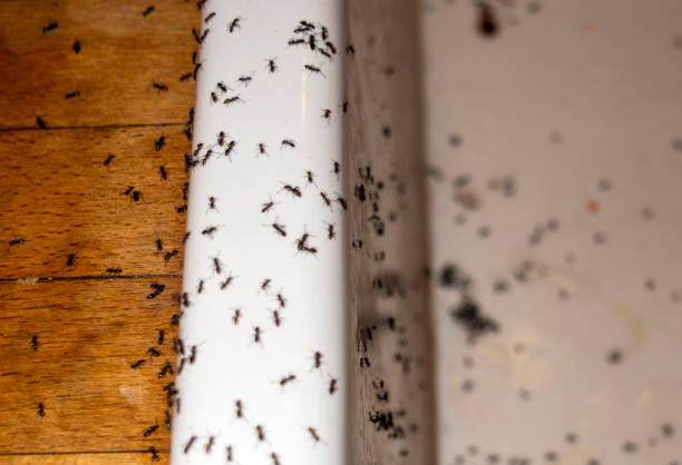 Best Pest Prevention Services  in Wichita Falls, TX