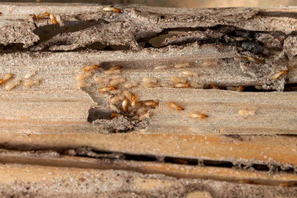 Best Best Pest Control Companies  in Wichita Falls, TX